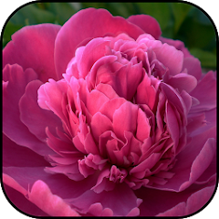 Download Peony wallpapers for PC